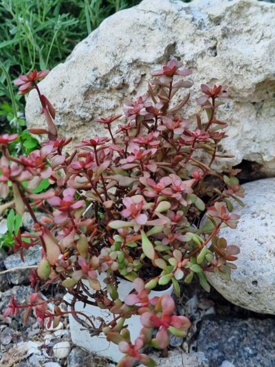 Crassula Radicans