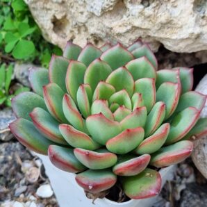 Echeveria agavoides