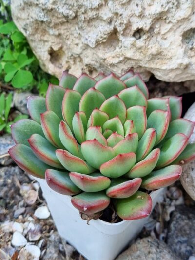 Echeveria agavoides