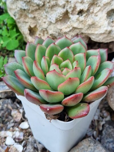 Echeveria agavoides - Зображення 2