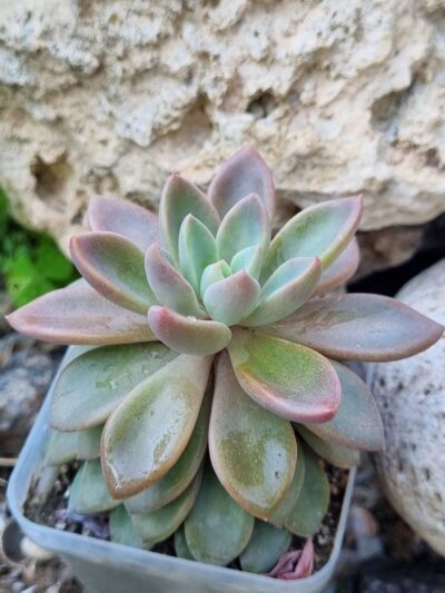Echeveria Sugar Jelly - Зображення 2