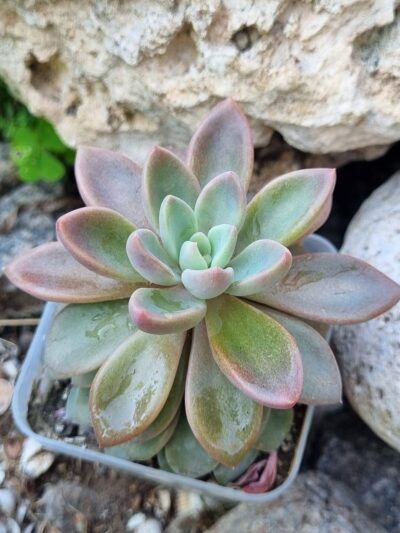 Echeveria Sugar Jelly