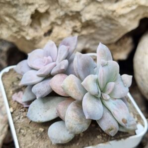 Graptopetalum Superbum