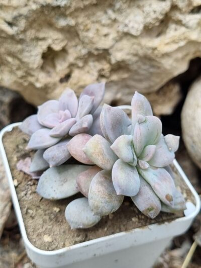 Graptopetalum Superbum