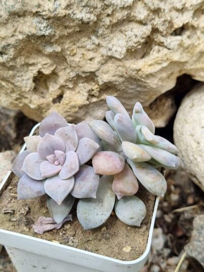 Graptopetalum Superbum - Зображення 2