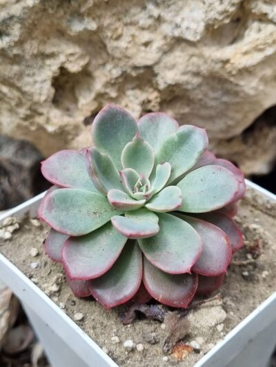 Echeveria Fantastic Fountein - Зображення 4