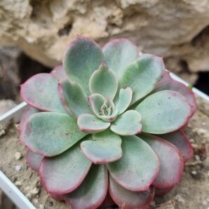 Echeveria Fantastic Fountein
