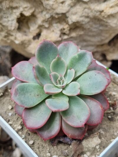 Echeveria Fantastic Fountein