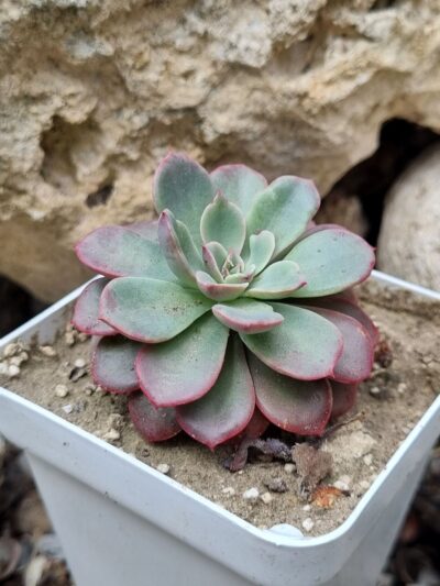 Echeveria Fantastic Fountein - Зображення 3