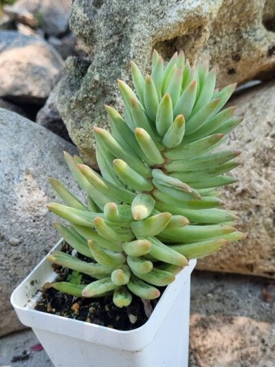 Sedum - Зображення 3