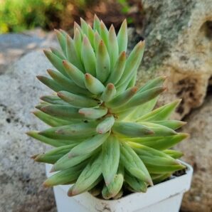 Sedum