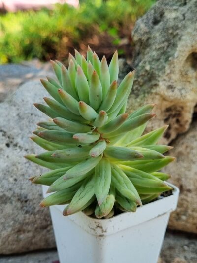 Sedum