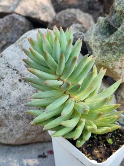 Sedum - Зображення 2