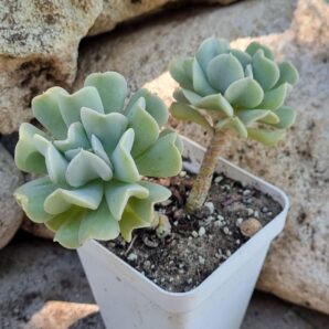 Echeveria Runyonii Topsy Turvy