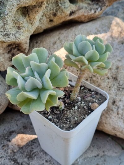 Echeveria Runyonii Topsy Turvy