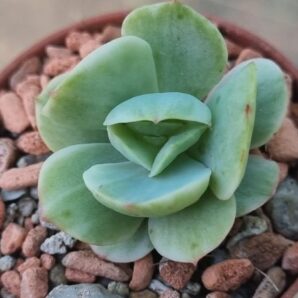 Echeveria "MOKKO" Variegata