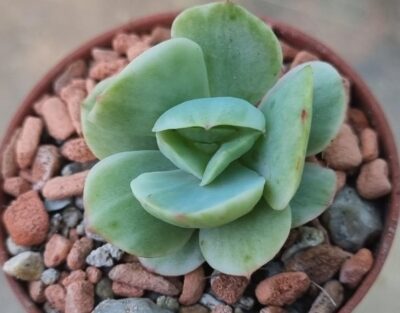 Echeveria "MOKKO" Variegata