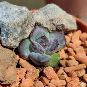 Echeveria "PURPLE STONE" | 46