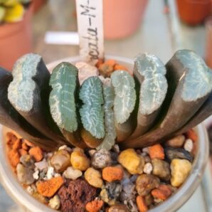 Haworthia Truncata M-k-h-N