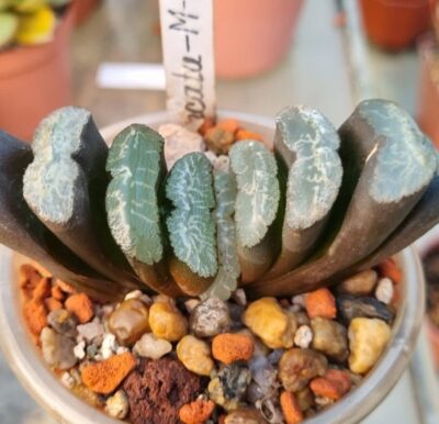 Haworthia Truncata M-k-h-N