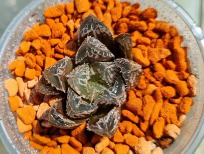 HAWORTHIA "CARDIO PULSE" - Зображення 4