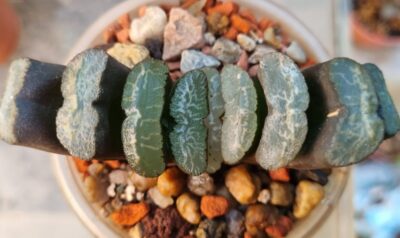 Haworthia Truncata M-k-h-N - Зображення 2
