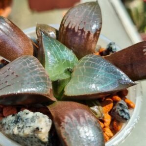 HAWORTHIA "PIGMAEA X COMPTONIANA"
