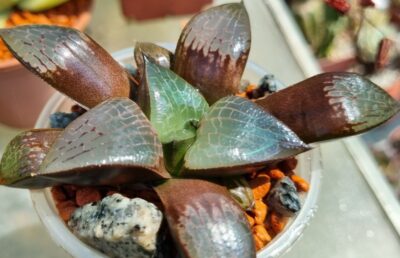 HAWORTHIA "PIGMAEA X COMPTONIANA"