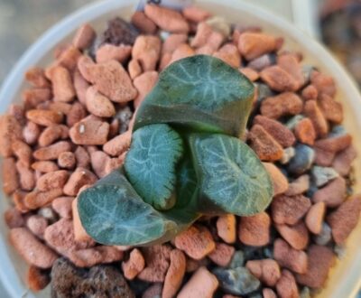 Haworthia maughanii IB4820 - Зображення 2