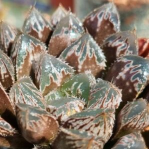 HAWORTHIA "CARDIO PULSE"