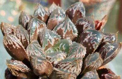 HAWORTHIA "CARDIO PULSE"