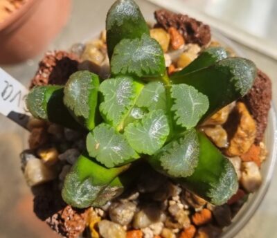 Haworthia ‘EVA’ - Зображення 2