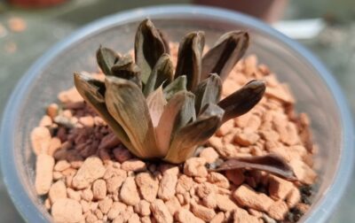 Haworthia "Obtusa" variegata - Зображення 2