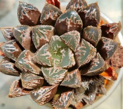 HAWORTHIA "CARDIO PULSE" - Зображення 2
