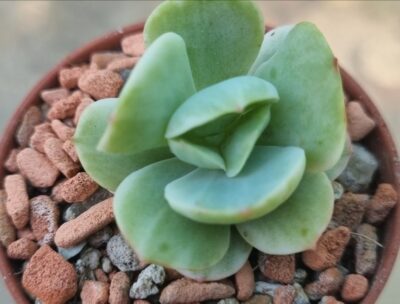 Echeveria "MOKKO" Variegata - Зображення 2