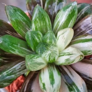Haworthia "Obtusa" variegata
