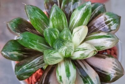 Haworthia "Obtusa" variegata