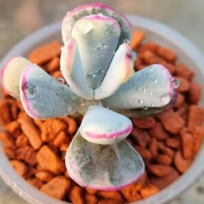 Cotyledon orbiculata var. flanaganii f. variegata