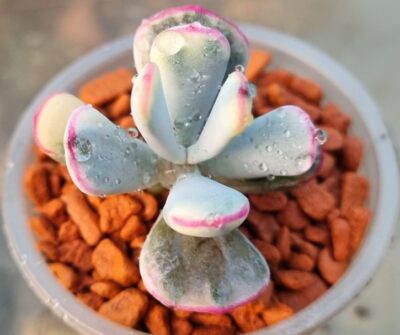 Cotyledon orbiculata var. flanaganii f. variegata