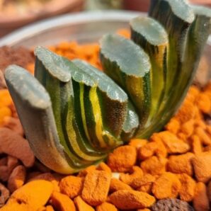 Haworthia Truncata "ILLUMINATION" var.