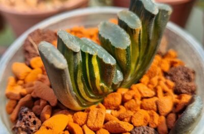 Haworthia Truncata "ILLUMINATION" var.