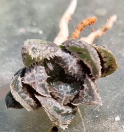 HAWORTHIA "CARDIO PULSE" - Зображення 3