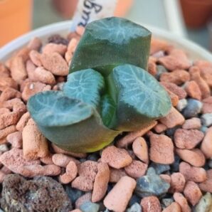 Haworthia maughanii IB4820