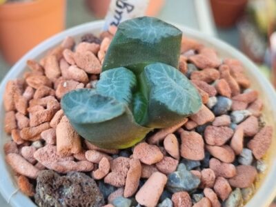 Haworthia maughanii IB4820