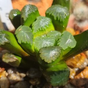 Haworthia ‘EVA’