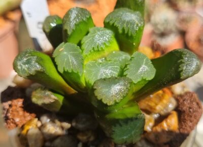 Haworthia ‘EVA’