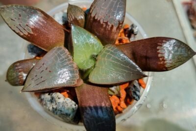 HAWORTHIA "PIGMAEA X COMPTONIANA" - Зображення 2