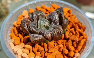 HAWORTHIA "CARDIO PULSE" - Зображення 3