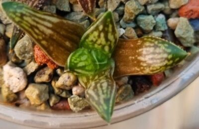 Haworthia "Zanteriana Witberg SH" - Зображення 2