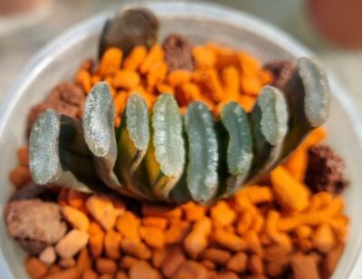 Haworthia Truncata "ILLUMINATION" var. - Зображення 4